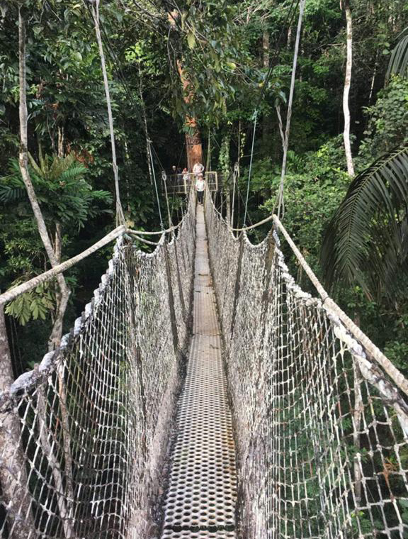 Cubby's Salve in the Amazon Rainforest